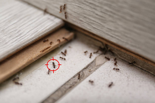Best Commercial Pest Control Services  in Brown Deer, WI