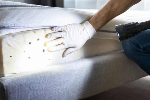 Best Ant Control Services  in Brown Deer, WI